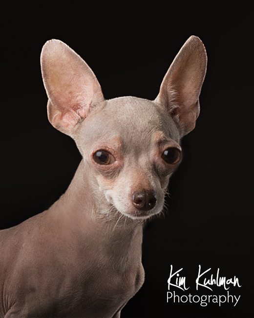 Hairless Chihuahua, Bryan Animal Center, Rescue, Certified Professional Photographer