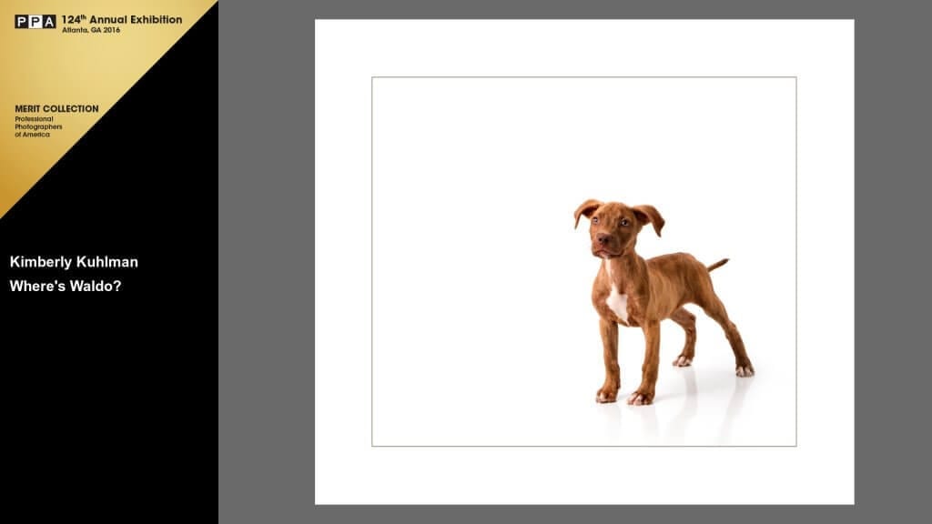 Where's Waldo 2015 International Photographic Competition Merit Pitbull Puppy Rescue