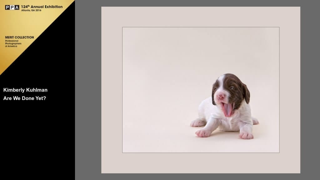 Are We Done Yet? English Springer Spaniel Puppy 2015 International Photographic Competition Merit